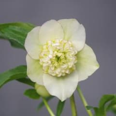 7277 認定！モーリー大株 クリスマスローズ開花 加藤農園 - メルカリ