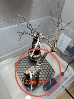 2026年2月28日輸入分 新鮮株⑥】オペルクリカリア パキプス ベアルート