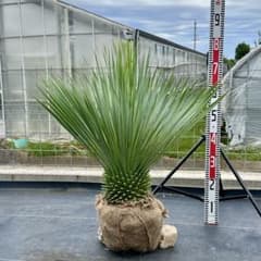 ユッカ ロストラータ（樹高:約79cm）oct54 - メルカリ