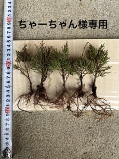 糸魚川真柏 ちゃーちゃん様専用 - メルカリ