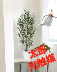 光触媒 人工観葉植物 フェイクグリーン 東北ベンジャミンバロック120