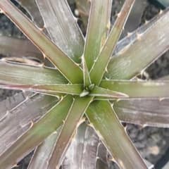 Dyckia jonesiana lemei #1998 - メルカリ