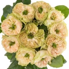 バラ苗 切りバラ苗 Whib♡ Abb♡y Rose 苗 - メルカリ