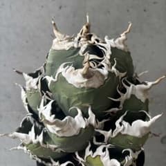 チタノタ 悪魔/バケモノ系 親株 - メルカリ