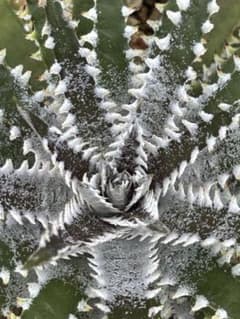 DBディッキア Arizona x BS hybrid small #103 ⑶ - メルカリ