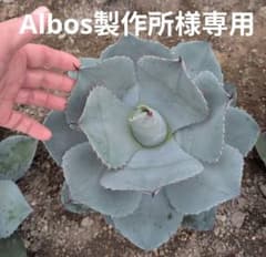 アガベ☆パリートランカータ 実生株 唯一無二の個体美 ドライガーデン