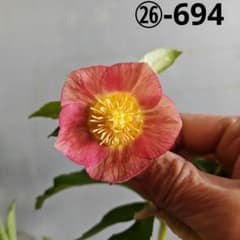 ㉖-694クリスマスローズ - メルカリ