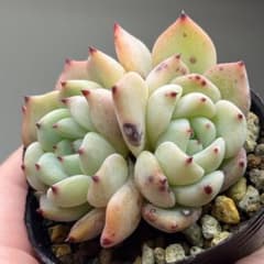 ラウリンゼxざわわ おらいさん苗 青札 多肉植物 エケベリア - メルカリ