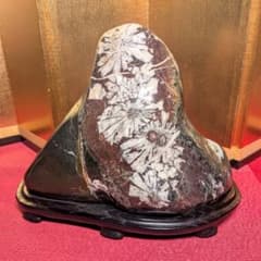 菊花石 岐阜県根尾谷産5.0㌔ 鑑賞石 観賞石 水石 盆石 天然石 置物