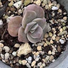 ラブリーローズ白斑 錦小苗 - メルカリ