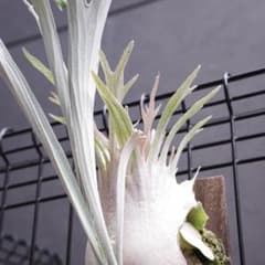 ︎︎︎︎☑︎ P.veitchii wild vp#17 ビカクシダ 子株 - メルカリ