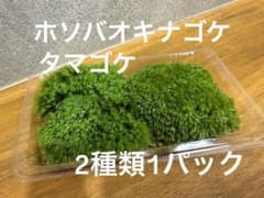 鬼若丸様 リクエスト ホソウリゴケ 4パックと地衣類1パック | Shop at