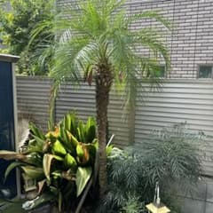 フェニックス ロベレニー(3年越冬済み) - メルカリ