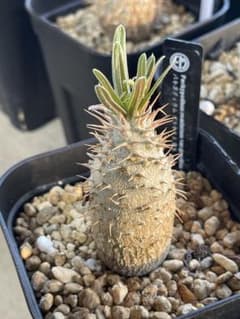 EMP サンセベリア マーシャアンジャニ / SA317 | Shop at Mercari from