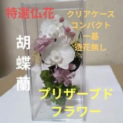 特選仏花クリアケース コンパクト造花無し 胡蝶蘭一基 プリザーブド