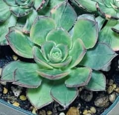 多肉植物 彩蝶錦 抜き苗 - メルカリ