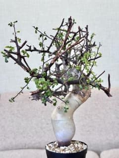 コミフォラ ピュアカタフ ソマリア産 コレクション 多枝 - メルカリ