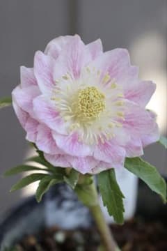 ♡広瀬園芸♡ 淡色ベビーピンク ソレイユ系 - メルカリ