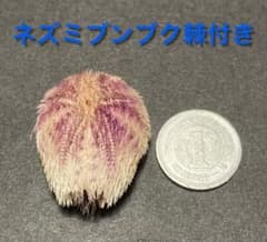 m92355285466_1.jpg?1713265341