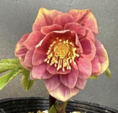 クリスマスローズ 開花株 ddソレイユF1 初開花 - メルカリ