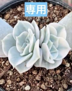 多肉植物 リヤド錦 抜き苗 | Shop at Mercari from Japan! | Buyee