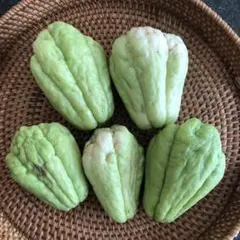 2026年最新】ハヤトウリ種の人気アイテム - メルカリ