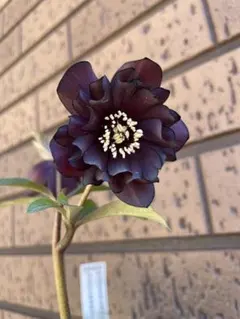 2026年最新】加藤農園クリスマスローズの人気アイテム - メルカリ