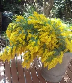 2026年最新】ミモザカット枝の人気アイテム - メルカリ