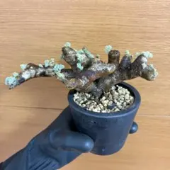 2026年最新】サルコカウロン ムルチフィズムの人気アイテム - メルカリ