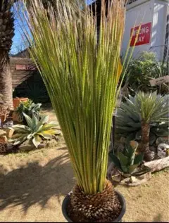 2026年最新】ダシリリオン ミキワネンシスの人気アイテム - メルカリ