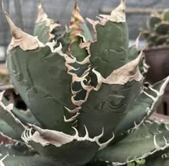 2026年最新】チタノタ悪魔くんの人気アイテム - メルカリ