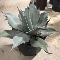 2026年最新】オバティフォリアの人気アイテム - メルカリ