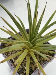2026年最新】アガベ 吹上の人気アイテム - メルカリ