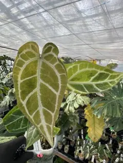 最終値下げ】ディクソニア・アンタルクティカ 大株 耐寒性あり - メルカリ