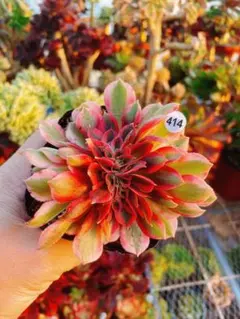 2026年最新】アエオニウム 綴化の人気アイテム - メルカリ