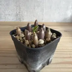 2026年最新】ウィンゾリー パキポディウムの人気アイテム - メルカリ