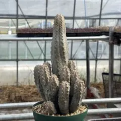 2026年最新】ユーフォルビアアブデルクリの人気アイテム - メルカリ