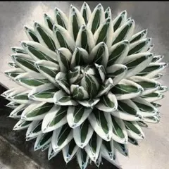 2026年最新】アカベ希少株の人気アイテム - メルカリ