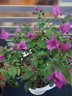 2026年最新】ブーゲンビリア 苗の人気アイテム - メルカリ