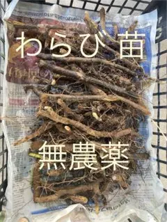 2026年最新】ワラビ 苗の人気アイテム - メルカリ