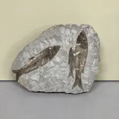 2026年最新】魚化石の人気アイテム - メルカリ