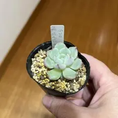 2026年最新】葉挿しの人気アイテム - メルカリ