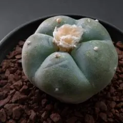 2026年最新】疣銀冠の人気アイテム - メルカリ