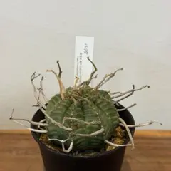 2026年最新】スーパーバリダの人気アイテム - メルカリ