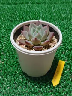 2026年最新】中里リンゼアナ 札の人気アイテム - メルカリ