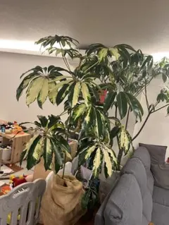 2026年最新】ツピタンサス斑入りの人気アイテム - メルカリ