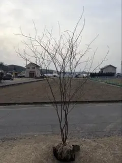 2026年最新】山採りの人気アイテム - メルカリ