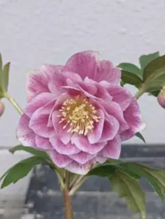 2026年最新】広瀬園芸 ソレイユの人気アイテム - メルカリ