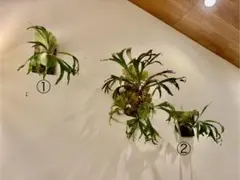 2026年最新】Maserati ビカクシダの人気アイテム - メルカリ