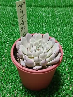 2026年最新】ザラゴーサSPノバの人気アイテム - メルカリ